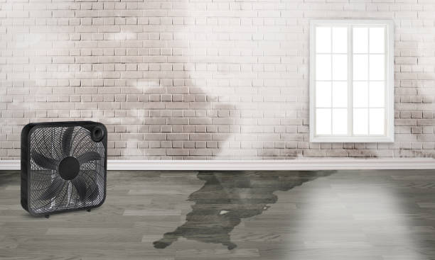 Best Carpet water damage restoration  in Essex Fells, NJ